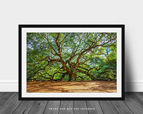 Снимка, природа, Принт (без рамка), Изображението Дъб Ангел в летен ден в близост до Чарлстън, Южна Каролина, Южна Стенно изкуство, Интериор